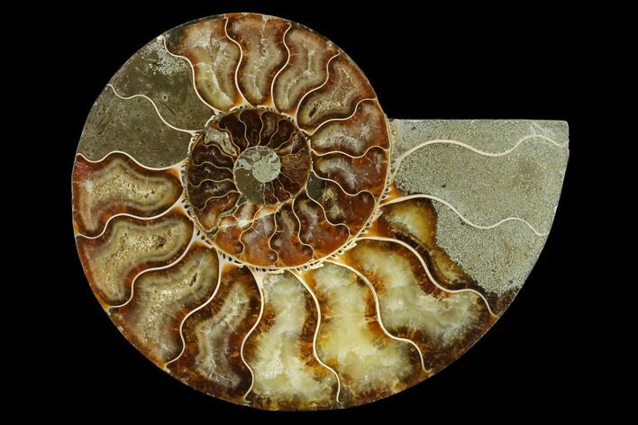 Agatized Ammonite Fossil (Half) - Madagascar #139659